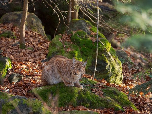 Eurasian Lynx (Lynx lynx ) during winter Bavarian Forest National Park Germany-Bavaria
